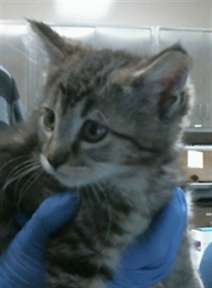 Adoptable Cat