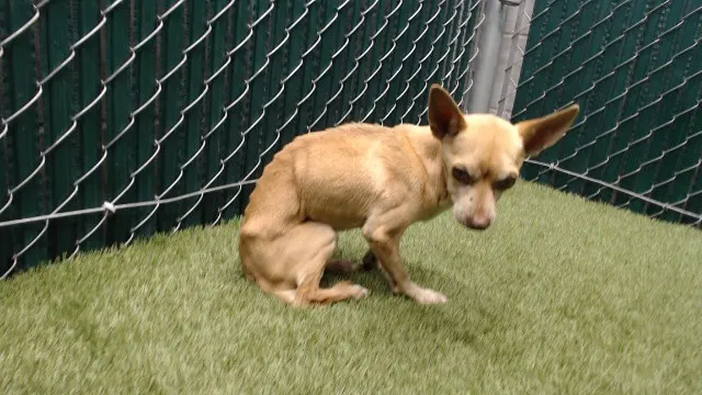 Adoptable Dog