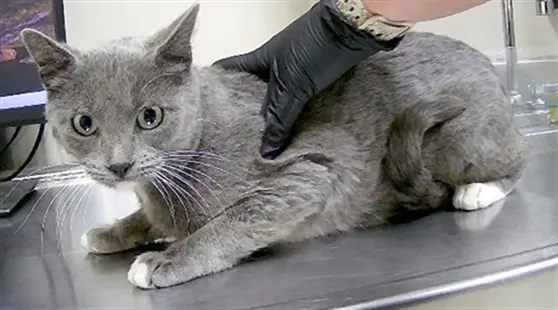 Adoptable Cat