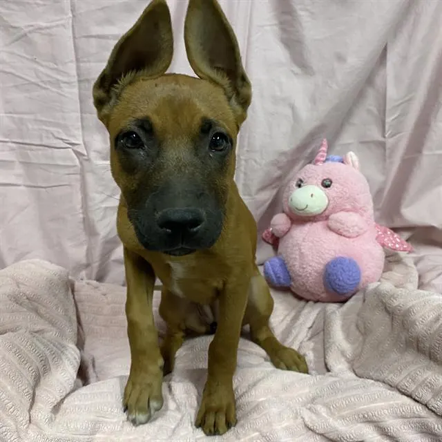 Nala