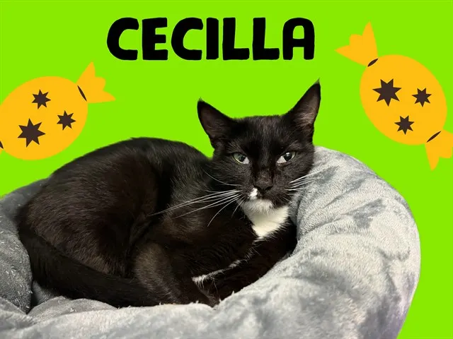 Cecilla