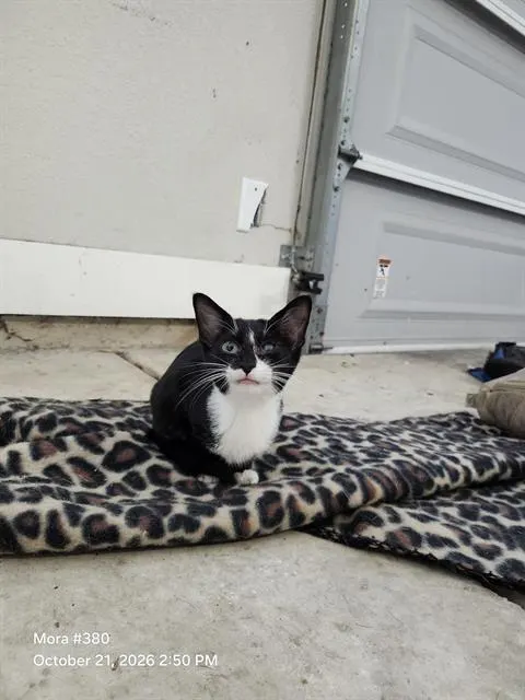 Oreo