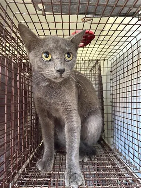 Adoptable Cat
