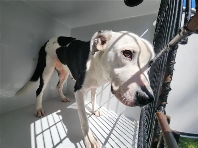 Adoptable Dog