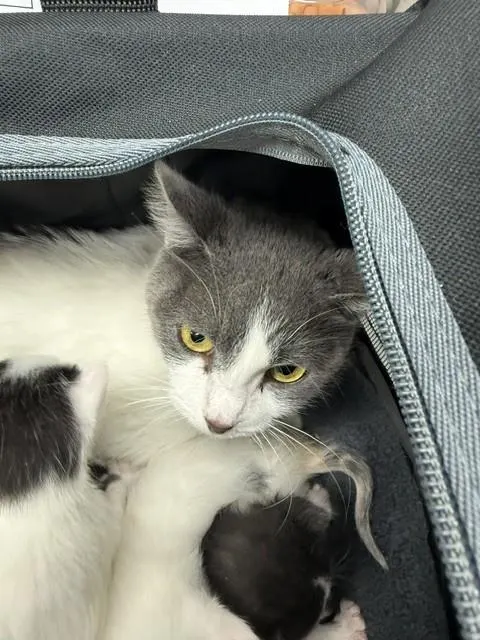Adoptable Cat