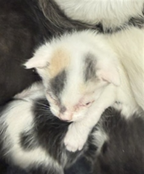 Adoptable Cat