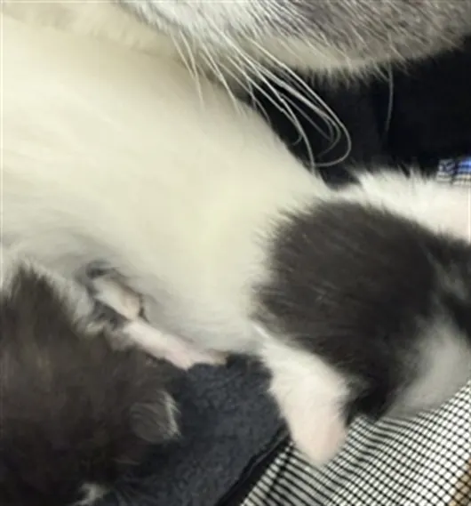 Adoptable Cat