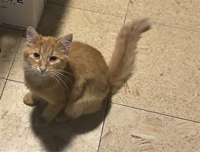 Adoptable Cat