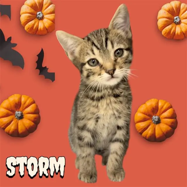 Storm