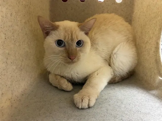 Adoptable Cat