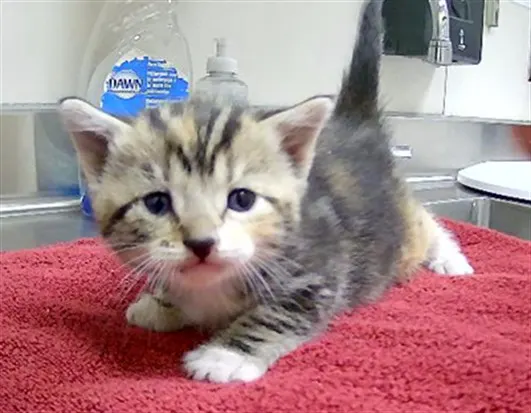 Adoptable Cat