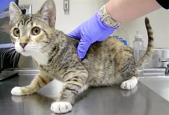 Adoptable Cat