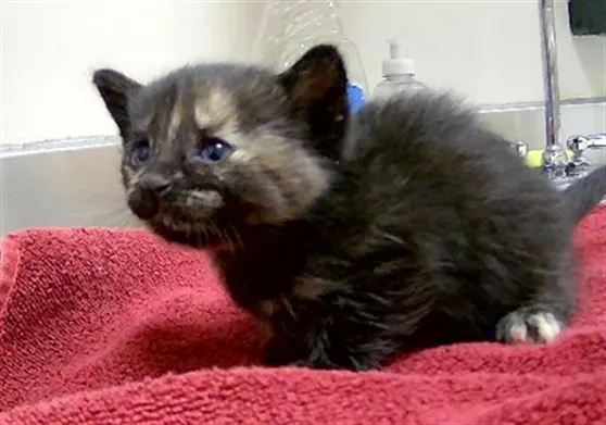 Adoptable Cat