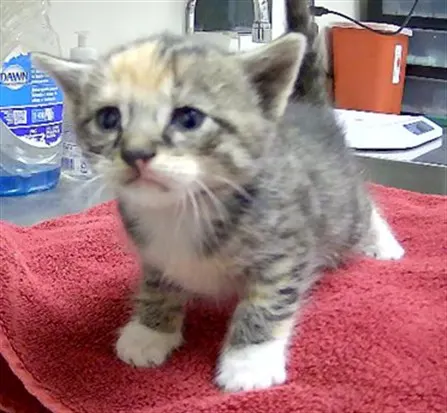 Adoptable Cat