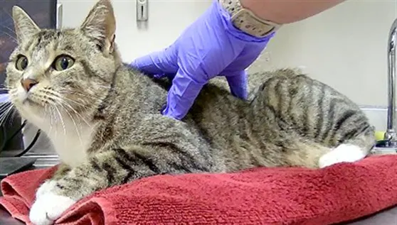 Adoptable Cat