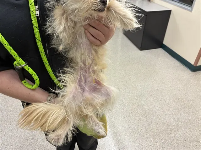 Adoptable Dog
