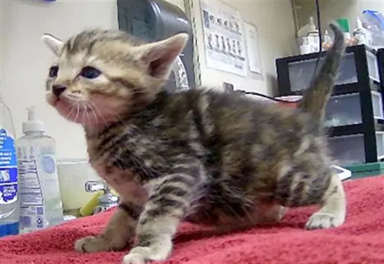 Adoptable Cat
