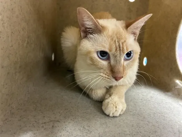 Adoptable Cat