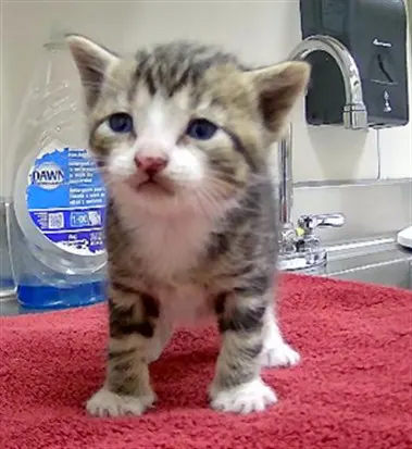 Adoptable Cat