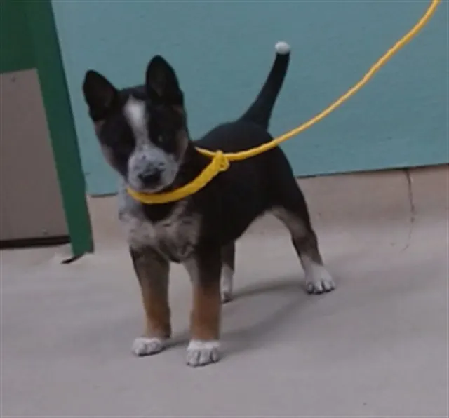 Adoptable Dog