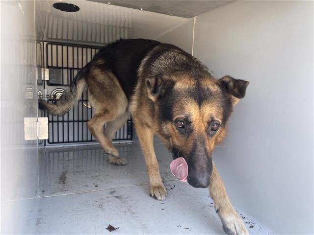 Adoptable Dog