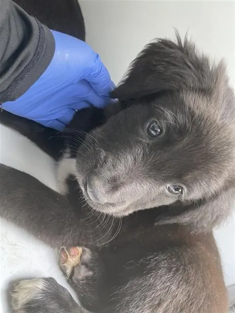 Adoptable Dog