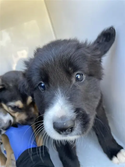 Adoptable Dog