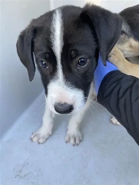 Adoptable Dog