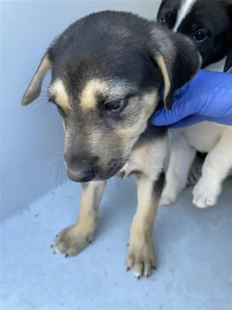 Adoptable Dog