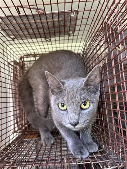 Adoptable Cat