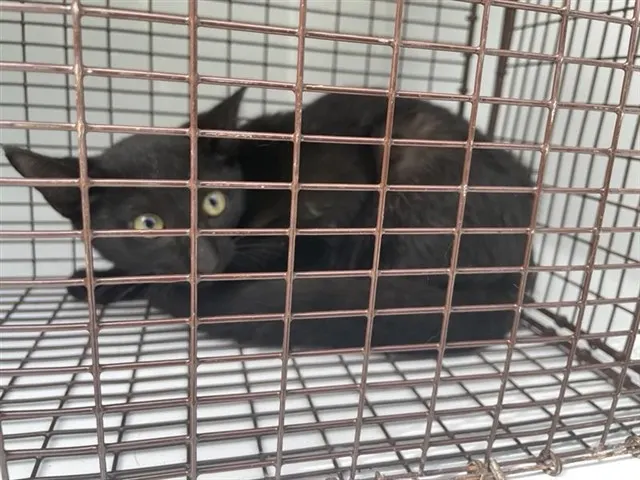 Adoptable Cat