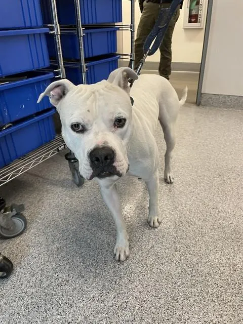 Adoptable Dog