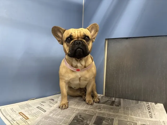 Adoptable Dog