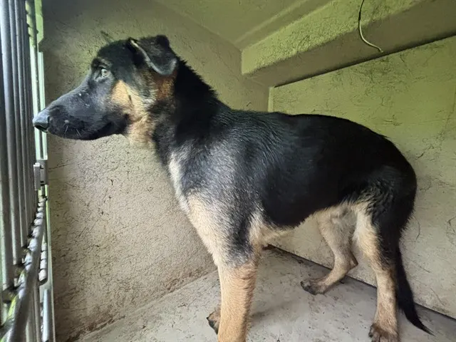 Adoptable Dog