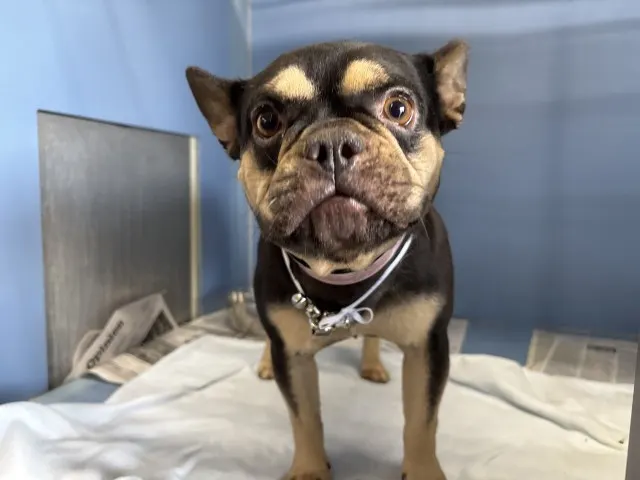 Adoptable Dog