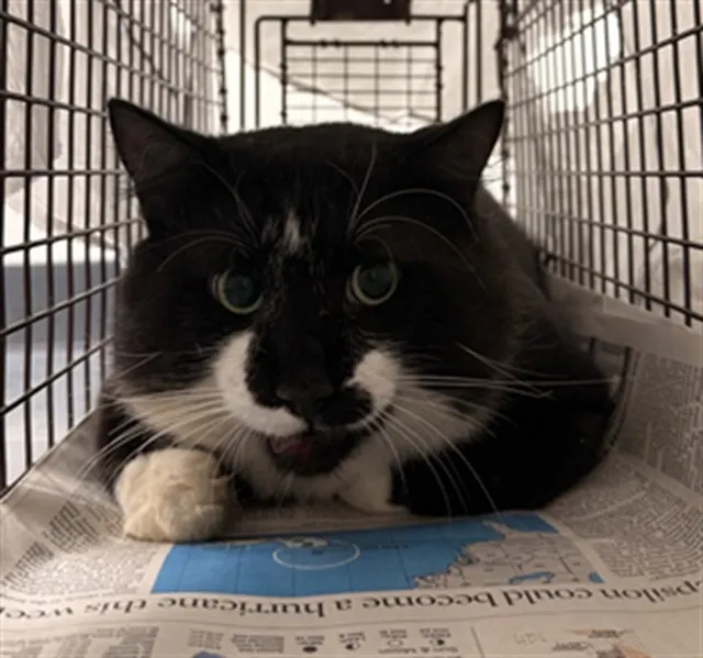 Adoptable Cat