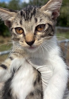 Adoptable Cat