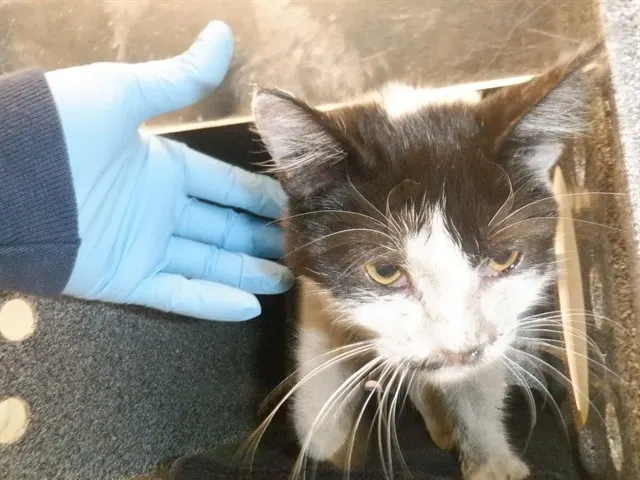 Adoptable Cat