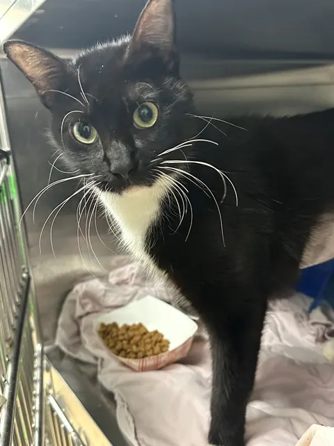 Adoptable Cat