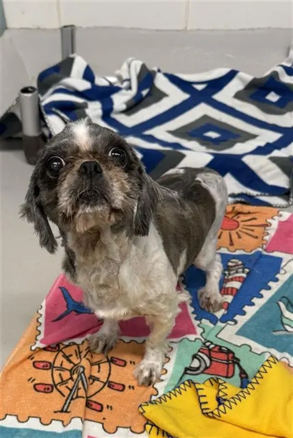 Adoptable Dog