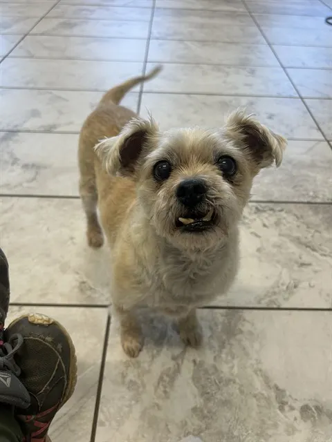 Peanut