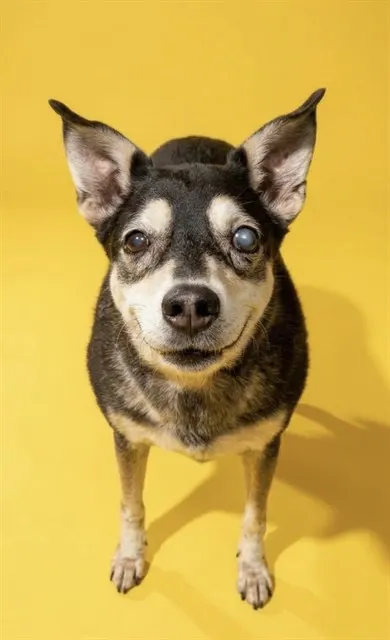 Dixon