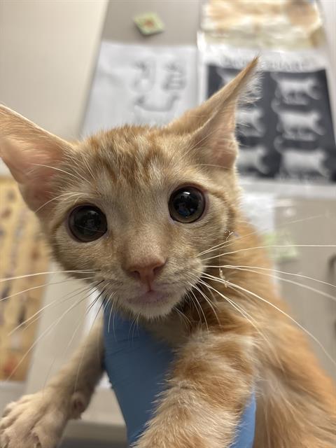 *Conner