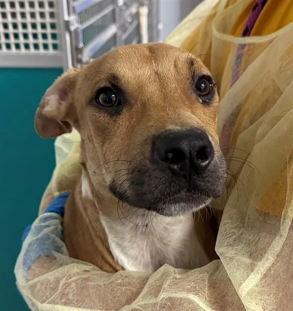 Adoptable Dog