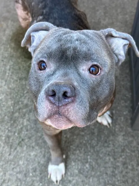 Kedzie