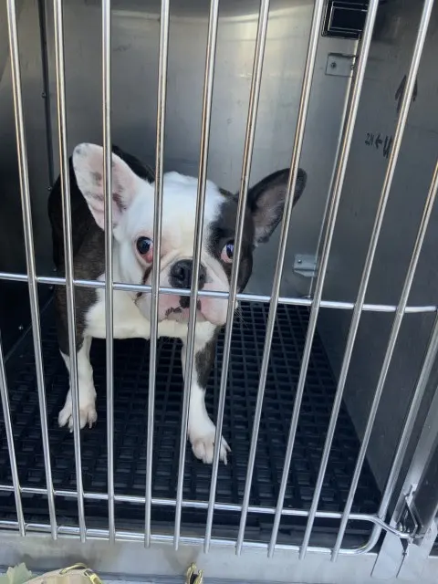 Adoptable Dog