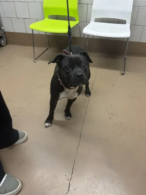 Adoptable Dog