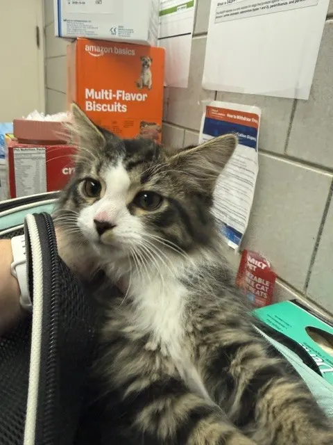 Adoptable Cat