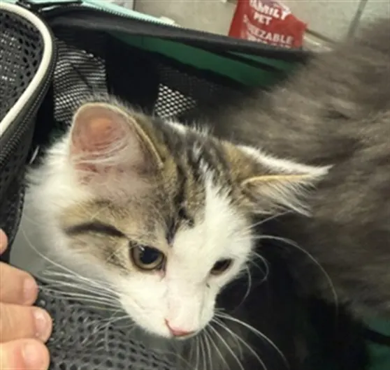 Adoptable Cat