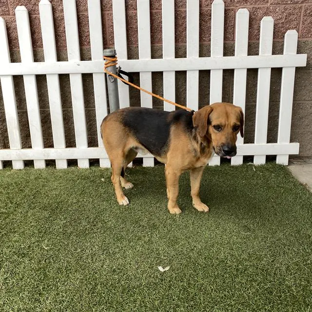 Adoptable Dog